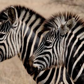 Muurdecoratie foto op aluminium zebra's strepen